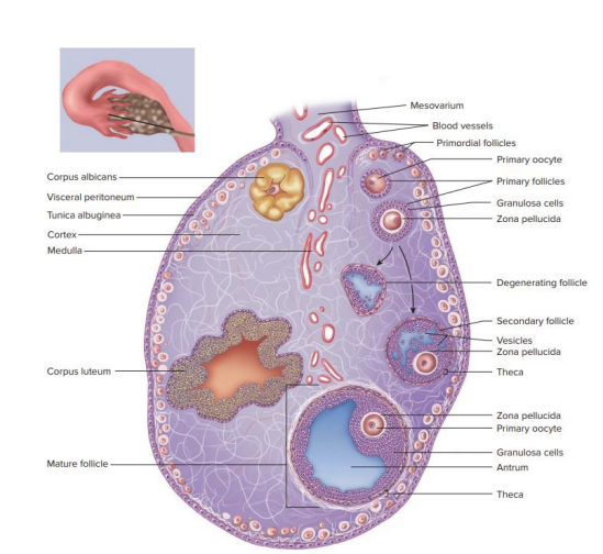 <p>- Primordial Follicles: Primary oocyte surrounded by single layer of flattened follicular cells</p><p>- Primary Follicles: primary oocyte surrounded by multiple layers of cuboidal follicular cells</p><p>- Secondary Follicles: fluid-filled spaces develop between granulosa cells (= follicular antrum). Primary oocyte still arrested in first prophase of meiotic division</p><p>- Mature Follicles: Large antrum and prominent theca interna layer. Oocyte resume first meiotic division and becomes secondary oocyte.</p>