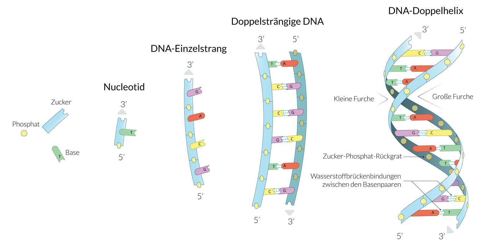 <p>E. Sugar and phosphate group</p>