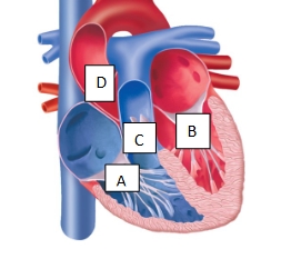 <p>identify and name the valves:</p>