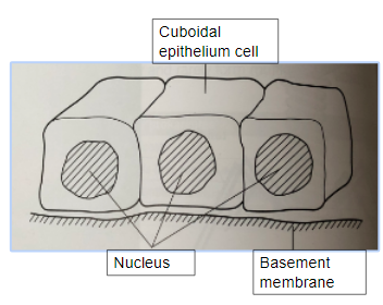 <p>simplest, cube-shaped cells, 1 cell thick, can be found in the proximal convoluted tubule of the kidney nephron and ducks of salivary gland</p>