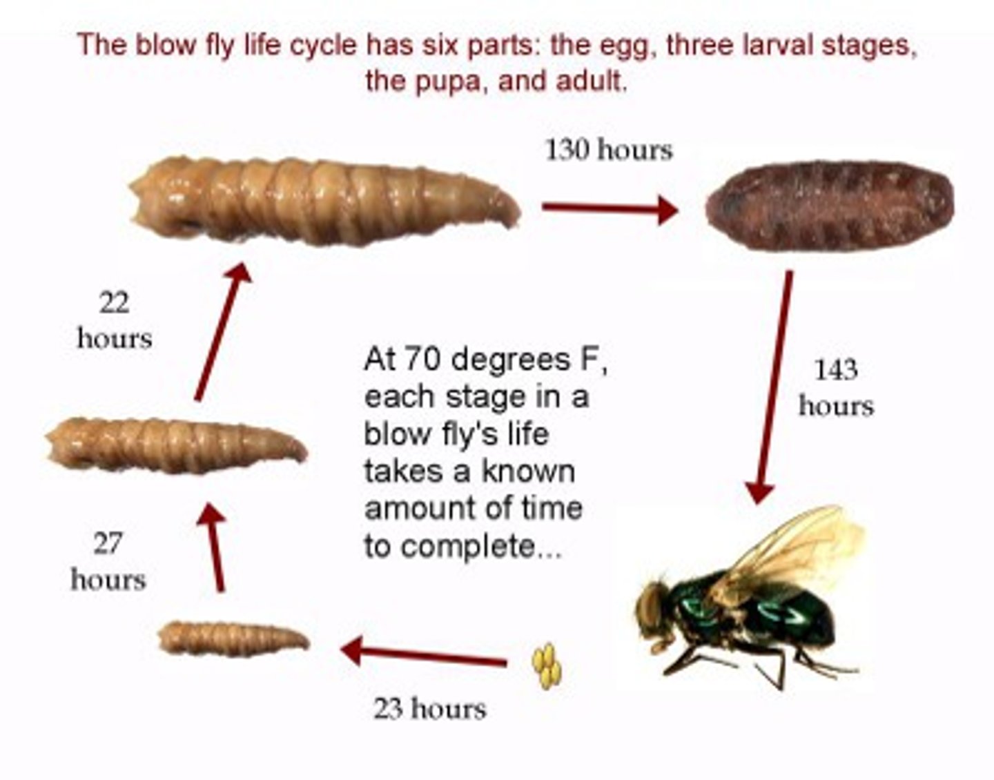 <p>Stages of insects found on a dead body can tell how long the victim has been dead.</p>