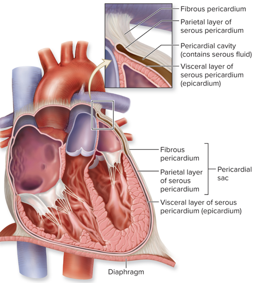 <p>OUTSIDE the heart </p><ul><li><p>fibrous pericardium</p></li><li><p>parietal and visceral layer of serous pericardium</p></li></ul>