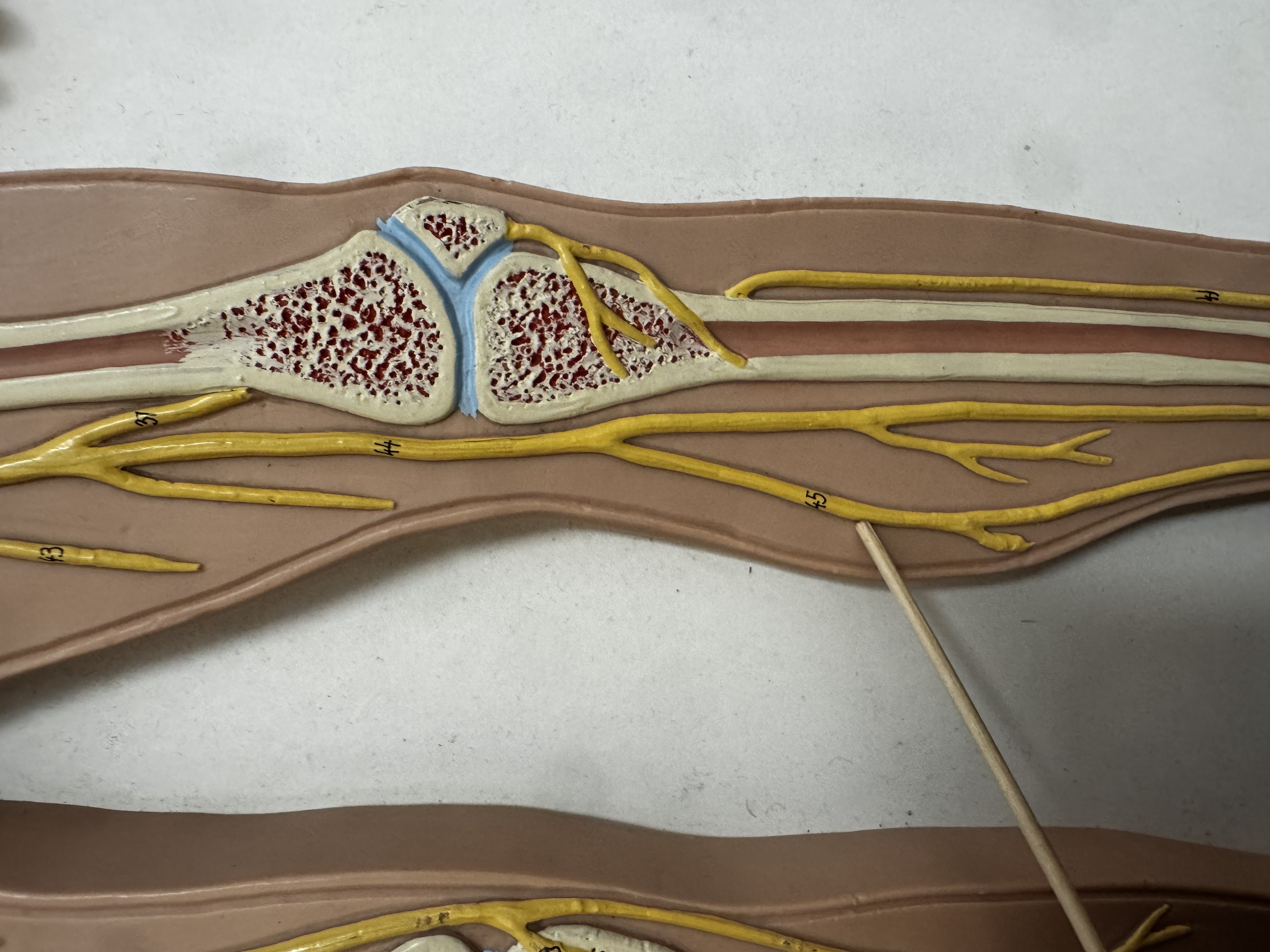 knowt flashcard image