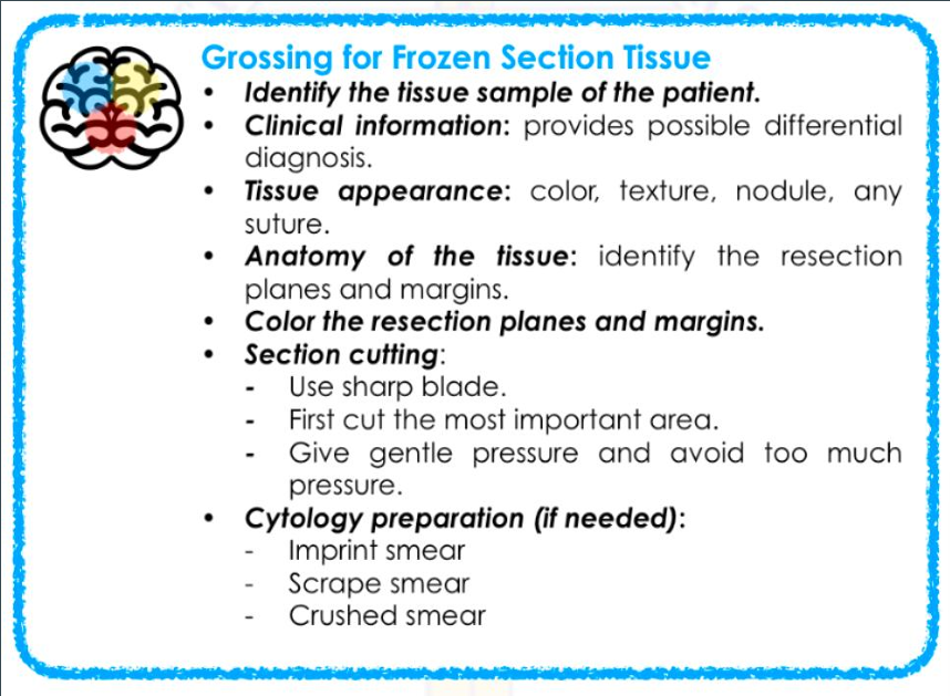 <ol><li><p><span>Identify the tissue sample of the patient.</span></p></li><li><p><span>Clinical information</span></p></li><li><p><span>Tissue appearance</span></p></li><li><p><span>Anatomy of the tissue</span></p></li><li><p><span>Color the resection planes and margins</span></p></li><li><p><span>Section cutting</span></p></li><li><p><span>Cytology preparation (if needed)</span></p></li></ol><p></p>