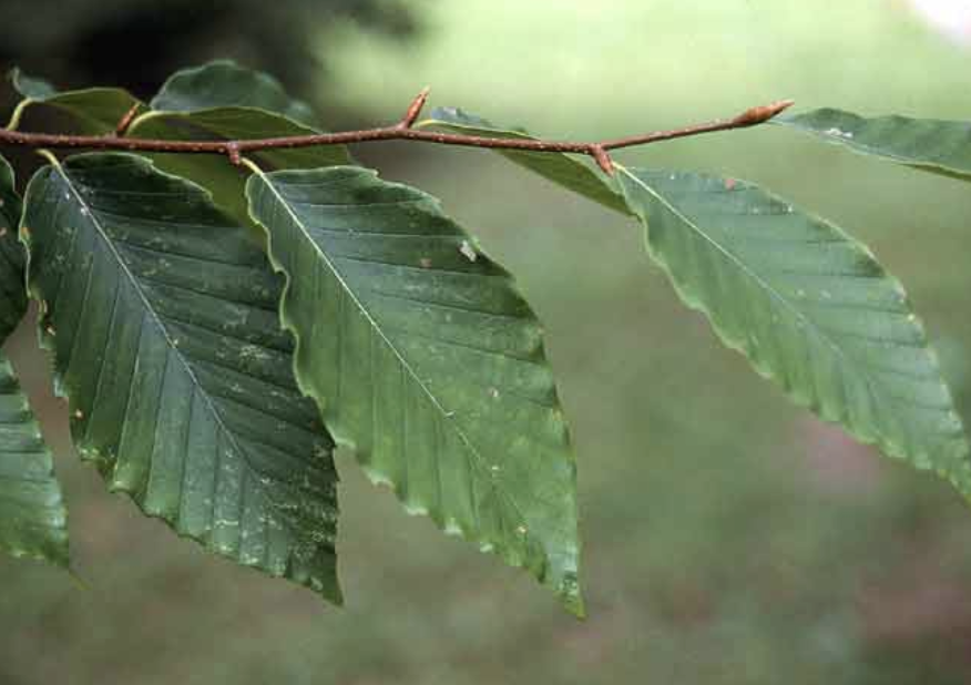 <p><em>Fagus grandifolia</em></p><p>Fagaceae</p><p></p>