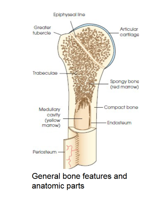 <p>compact bone </p>