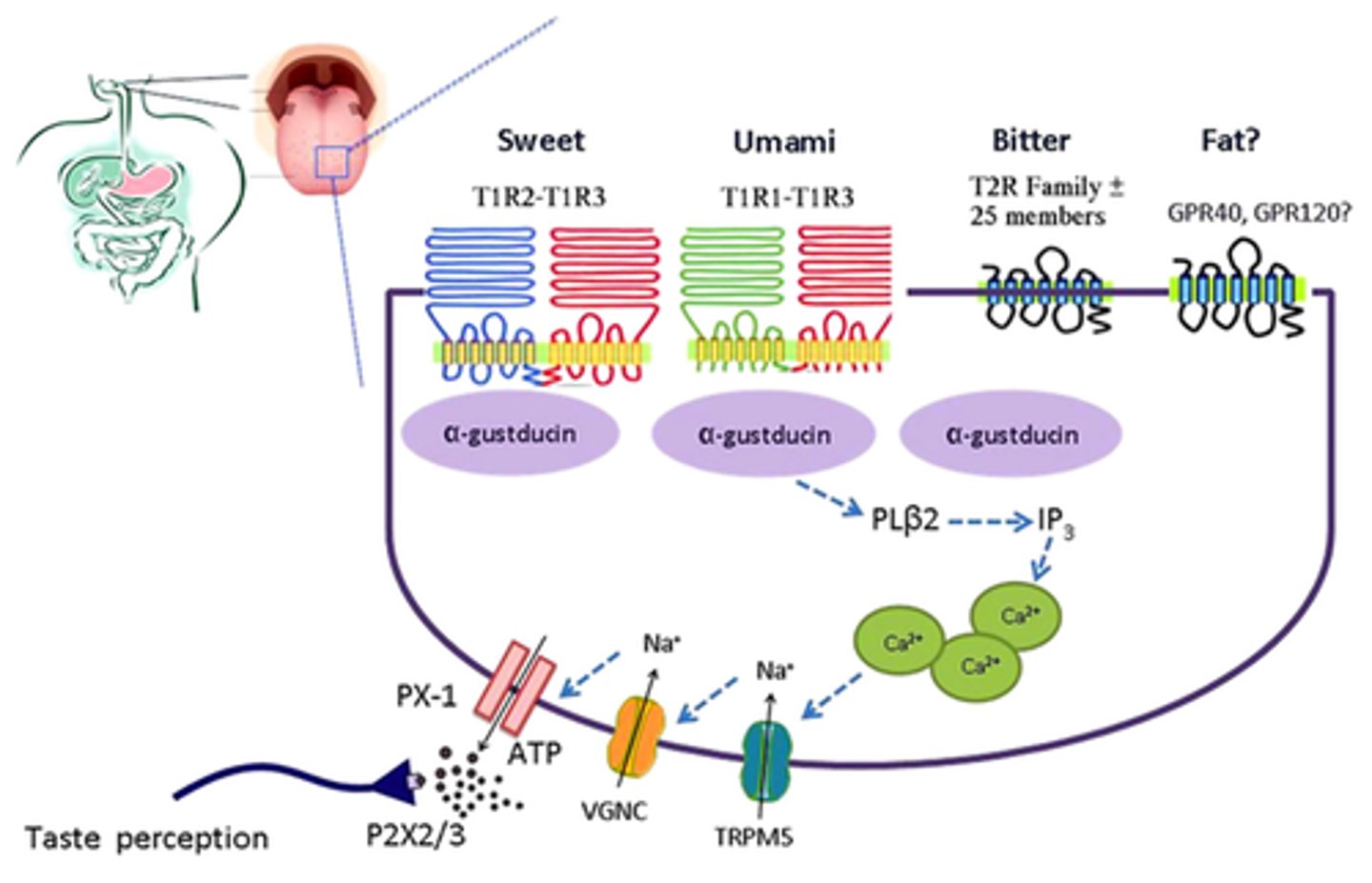 <p>Sweet. Because of the Labelled Lines Model, the type of cell activated will determine the sensed taste, not the receptor activated.</p>