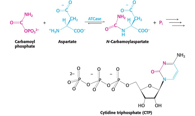 <p><span style="font-family: Aptos, sans-serif">Catalyzes the first step in pyrimidine synthesis</span></p>