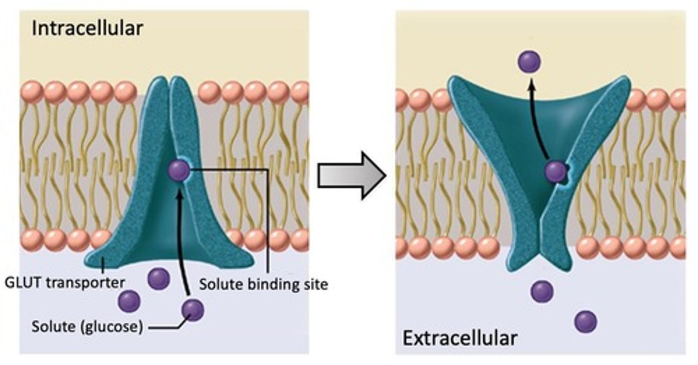 <p>membrane proteins containing 12 helices that transport glucose either outside OR inside of the cell; glucose binds and causes a conformational change that releases glucose to the other side of the membrane</p>
