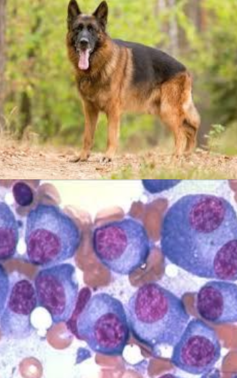 <p>originates from&nbsp;<strong>proliferation of malignant plasma cells&nbsp;</strong>that have undergone antigenic stimulation in peripheral lymph nodes</p><p></p><p>systemic</p>