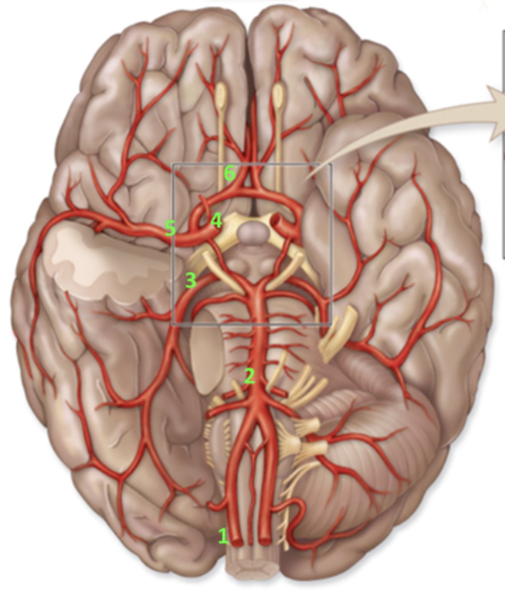 <p>What artery is 6?</p>