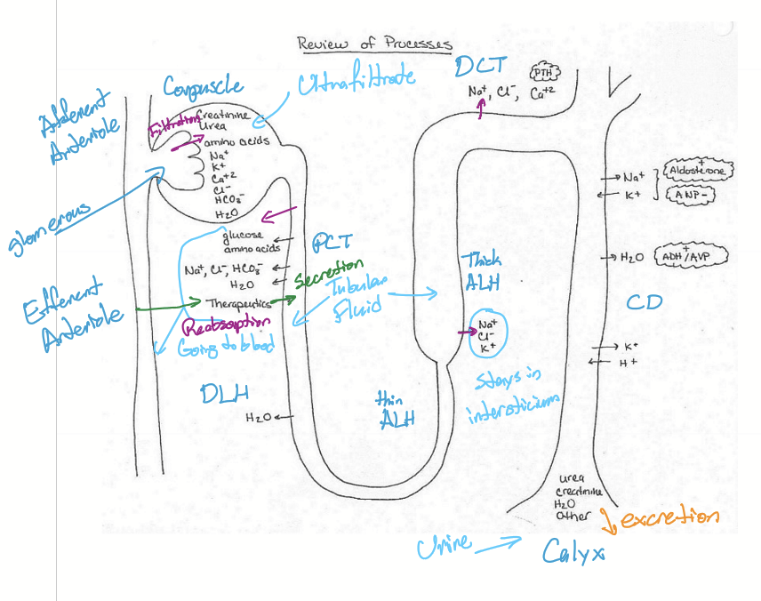 <p>Reabsorption of essential substances back into the blood. Secretion of certain substances from blood into tubule fluid via active transportation. </p>