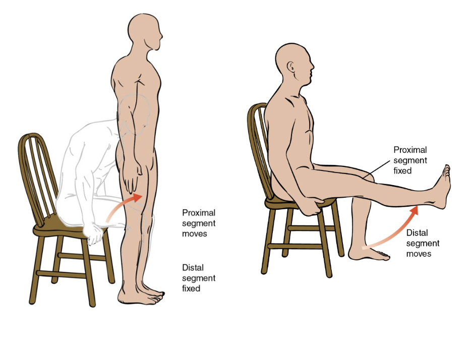 <ul><li><p>It is the series of connected rigid links</p><ul><li><p><strong>refers to interrelated parts of the body (i.e., joints and muscles) and how they work together to perform movement</strong><span>.</span></p></li></ul></li><li><p>limb segments</p></li><li><p>influence the type of movements</p></li><li><p><strong><u>closed kinetic chain:</u></strong> distal segment is fixed, proximal segment free to move</p></li><li><p><strong><u>open kinetic chain:</u></strong> distal segment free to move, proximal segment fixed</p></li></ul><p></p>
