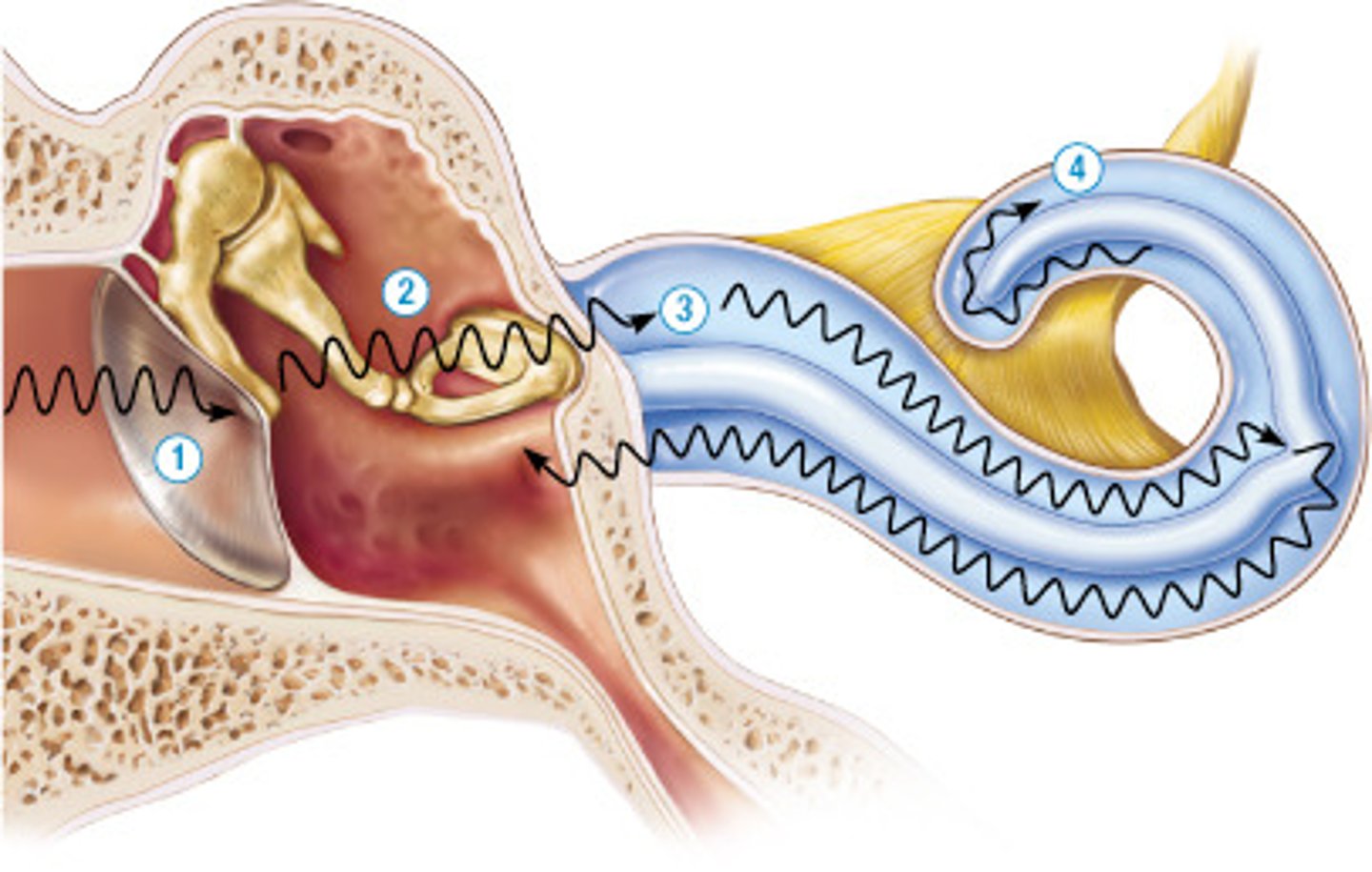 <p>tympanic membrane</p>