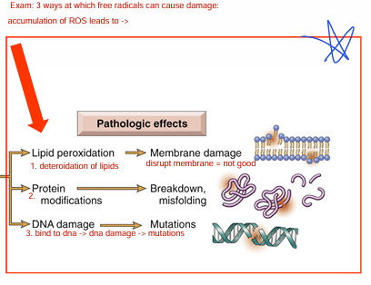 <p>*Note: Reperfusion used to fix ischemia (remove blockage)</p><p> </p><p>Abrupt sudden increase in O2 in area w/ low O2</p><p>→ large # of free radicals (extremely unstable reactive molecules) (ROS)</p><p> </p><p><strong><u>How free radicals cause damage (exam)</u></strong></p><p>Accumulation of ROS leads to:</p><p><span style="color: yellow"><strong>1) Lipid peroxidation </strong></span>(deteriorate lipids) = membrane damage</p><p><span style="color: yellow"><strong>2) protein modification</strong></span> = breakdown/misfolding</p><p><span style="color: yellow"><strong>3) DNA damage </strong></span>(ROS bind to dna) = mutations</p>