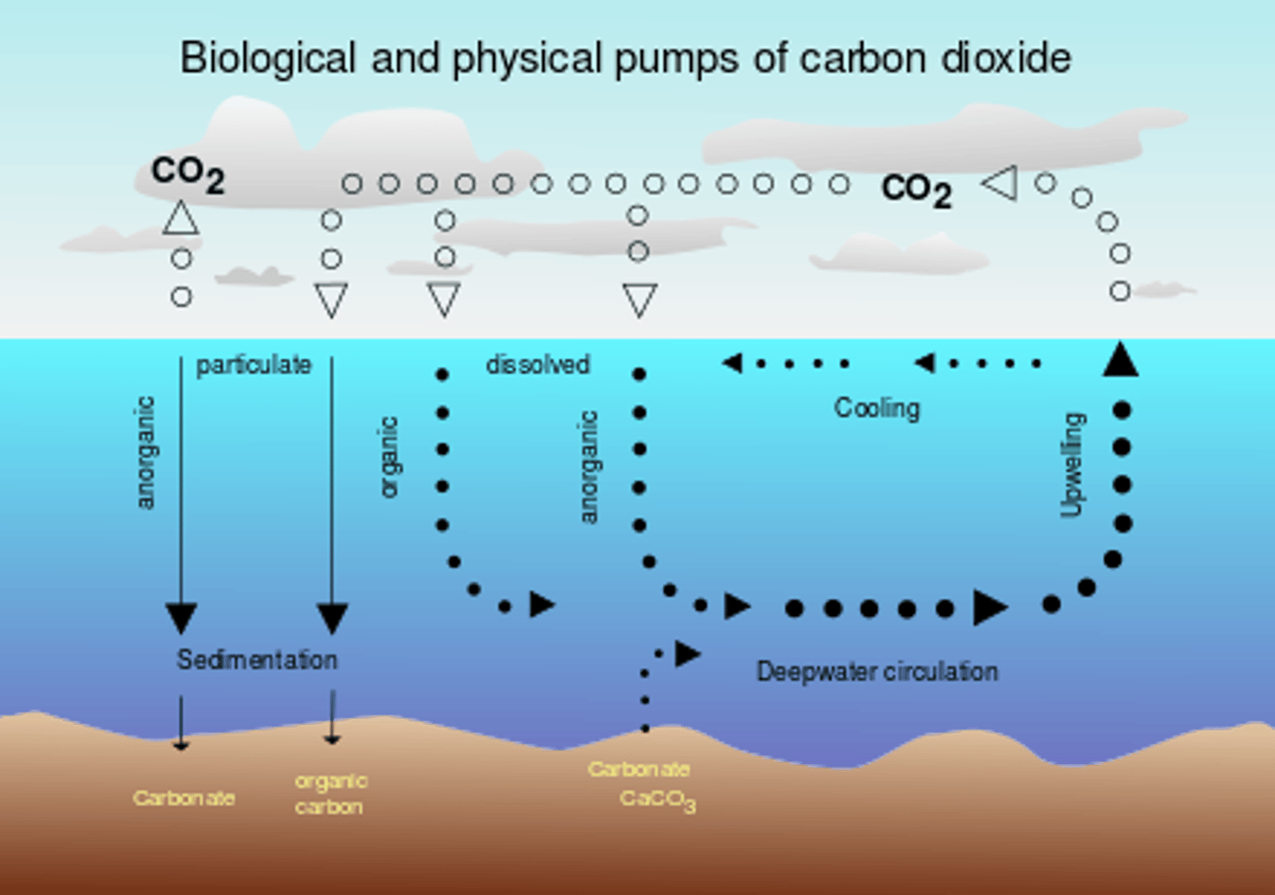 <p>Movement of carbon dioxide gas directly between the ocean and atmosphere.</p><p>Happens at a relatively stable rate, although excess atmospheric carbon will increase the level of CO2 in the ocean</p>