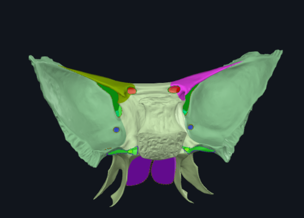 <p>What is highlighted in pink</p>