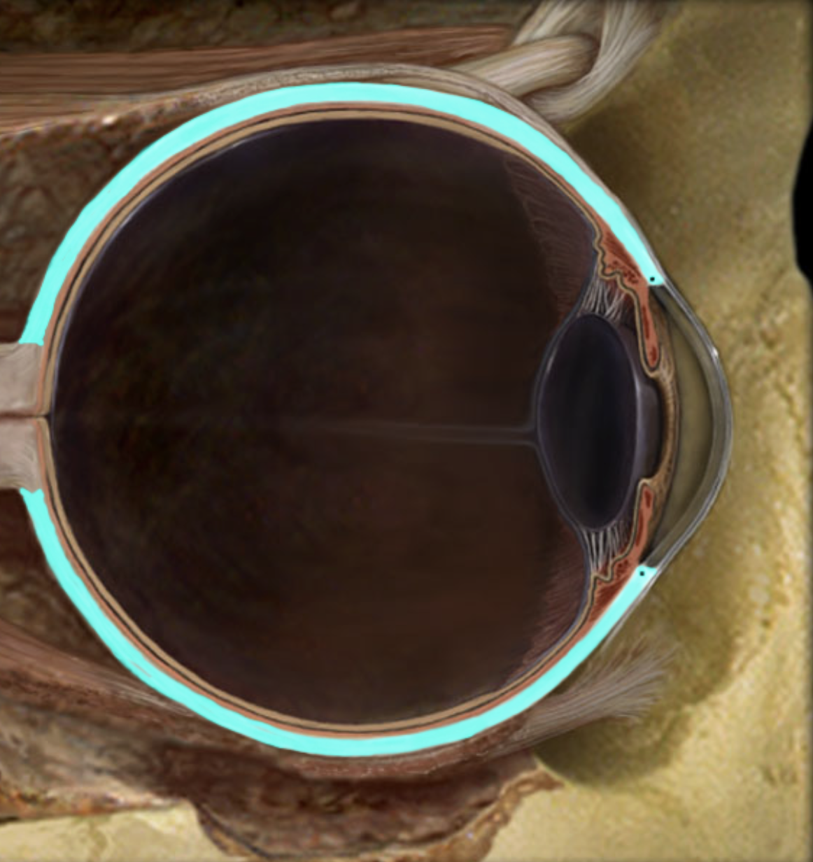 <p>Whites of eyes</p>