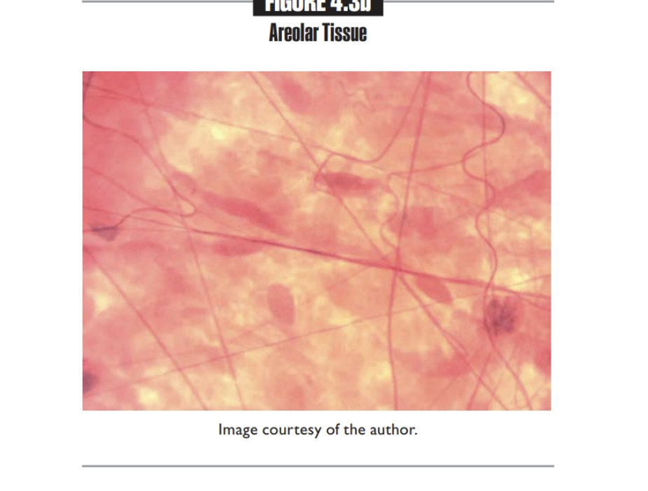 <p>Areolar tissue</p><p></p>