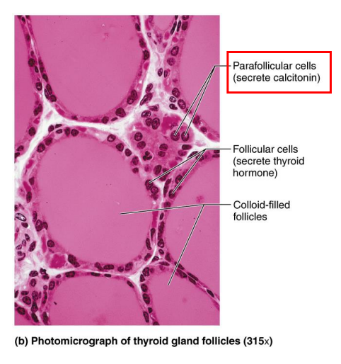 <p>- produce calcitonin which acts on bones and kidney to reduce blood calcium levels</p><p>- inhibiting osteoclasts, promotes [Ca2+] deposition in bone by osteoblasts, reduces plasma [Ca2+]</p><p></p><p>- promotes deposition of calcium into bones</p>