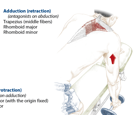 <p>Trapezius (middle fibers), rhomboid major, rhomboid minor</p>