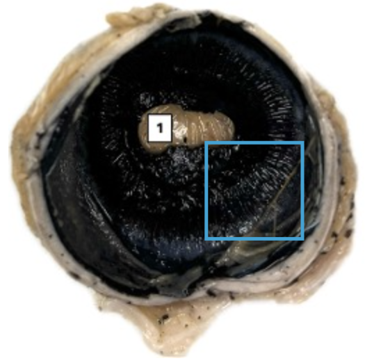 <p>What is this highlighted figure?</p>