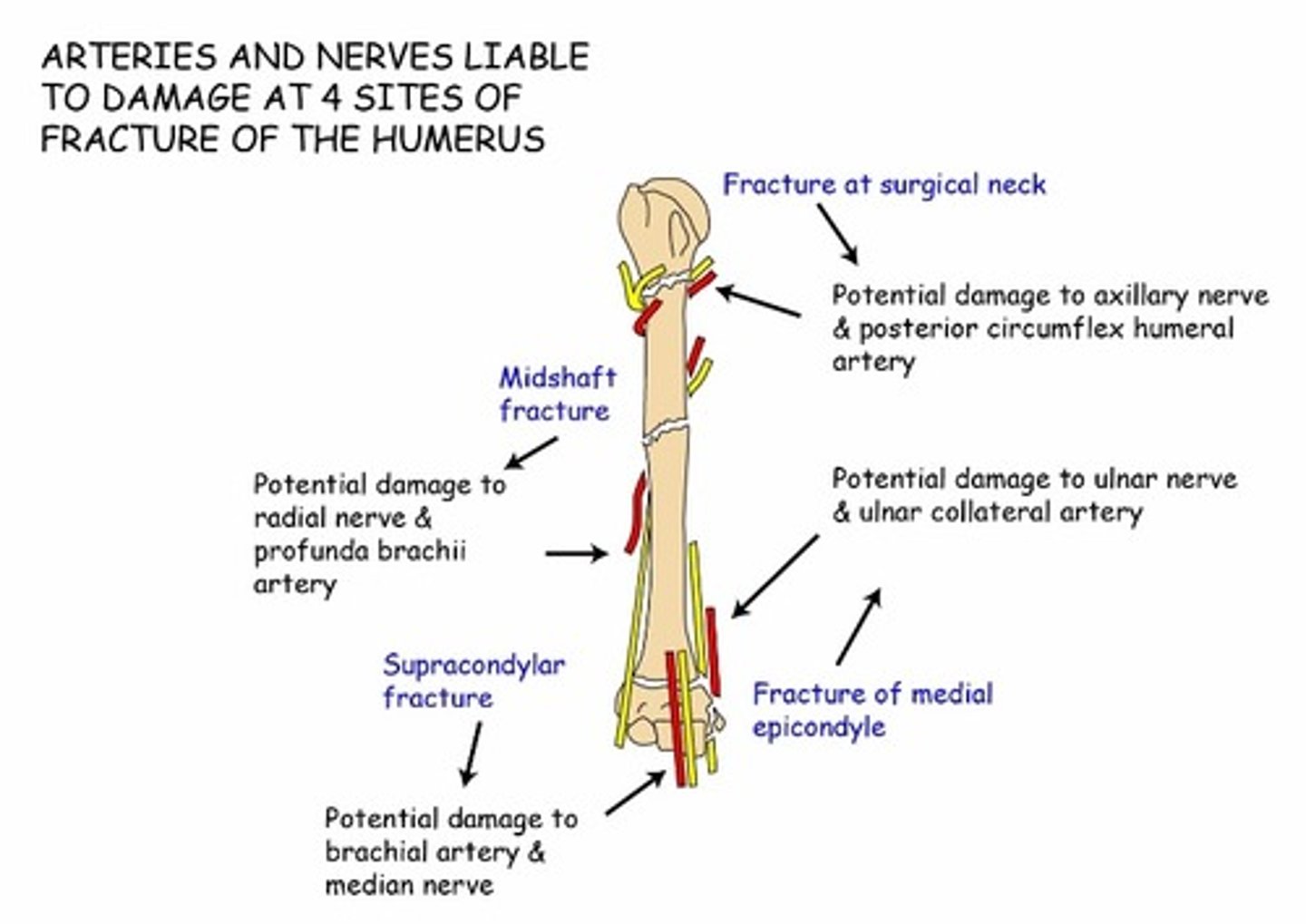 <p>Axillary nerve</p>