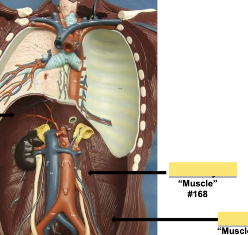 <p>Label muscle #168 </p>