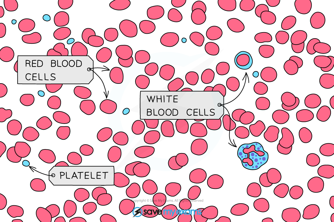<ul><li><p>Large cells containing a nucleus that varies in shape </p></li><li><p>Different kinds have different features &amp; functions </p></li></ul><p></p>