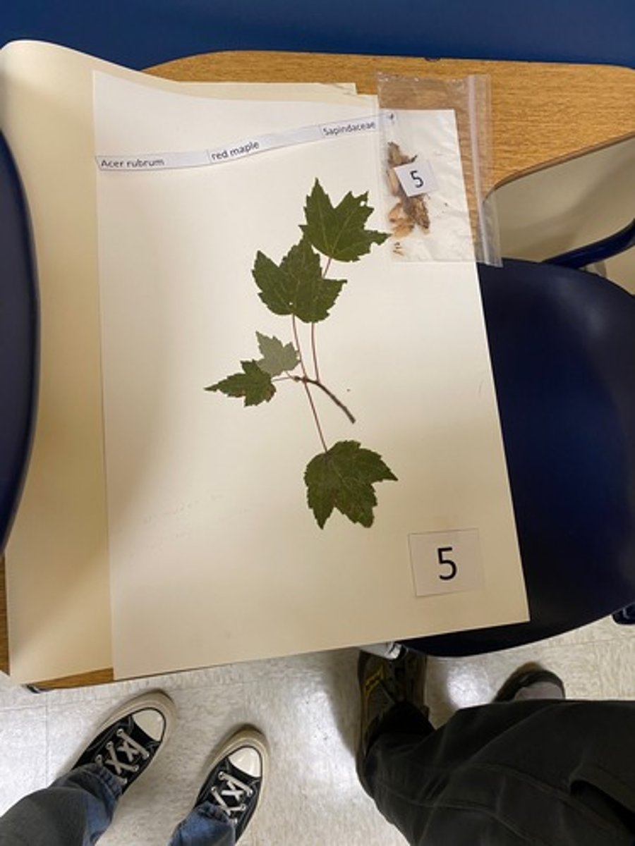 <p>Acer rubrum (Sapindaceae)</p>