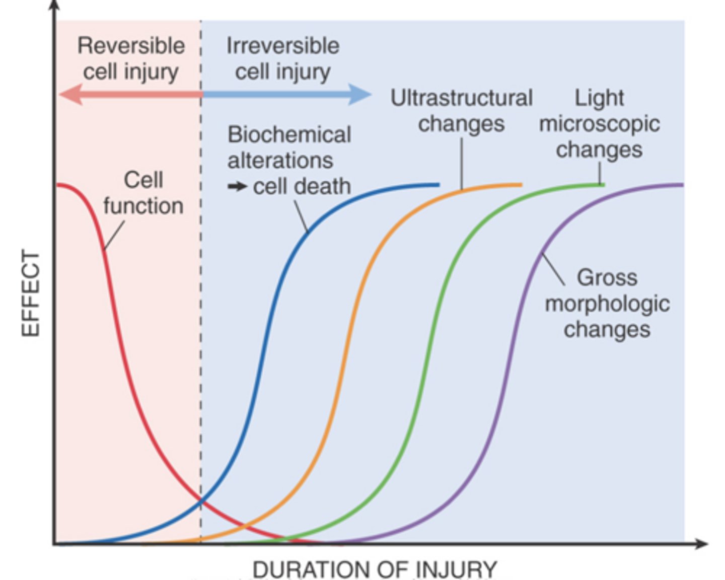<p>Cells may become rapidly nonfunctional but are still viable, with potentially reversible damage.</p>