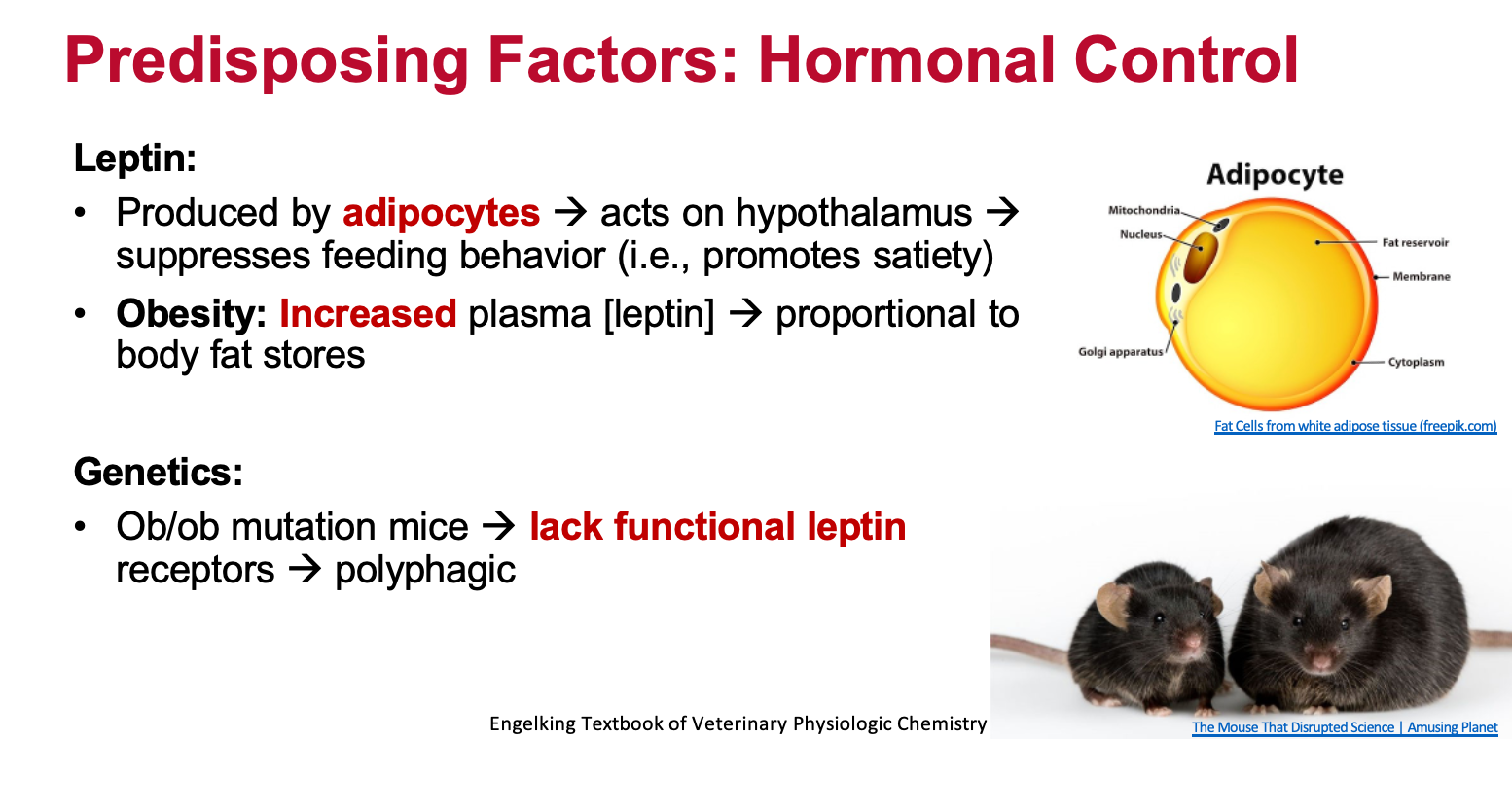 <p><span>In animals, obesity is associated with <strong><mark data-color="rgba(0, 0, 0, 0)" style="background-color: rgba(0, 0, 0, 0); color: inherit">elevated leptin concentrations</mark></strong>, but often with a phenomenon called "leptin resistance." This means that while leptin levels are high, the body's response to them is blunted, leading to continued weight gain despite the presence of this satiety hormone. Leptin, primarily released from fat cells, signals to the brain to regulate appetite and energy expenditure. In obese animals, this signaling is disrupted, and the body becomes less sensitive to the effects of leptin</span></p>