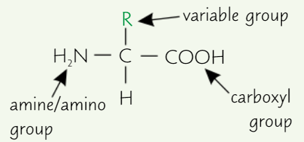 <p>Same general structure:</p><ul><li><p><strong>Carboxyl group </strong>(-COOH)</p></li><li><p><strong>Amino group </strong>(-NH<span>₂)</span></p></li><li><p><span><strong>R group </strong>(<strong>variable </strong>group)</span></p></li></ul><p></p>