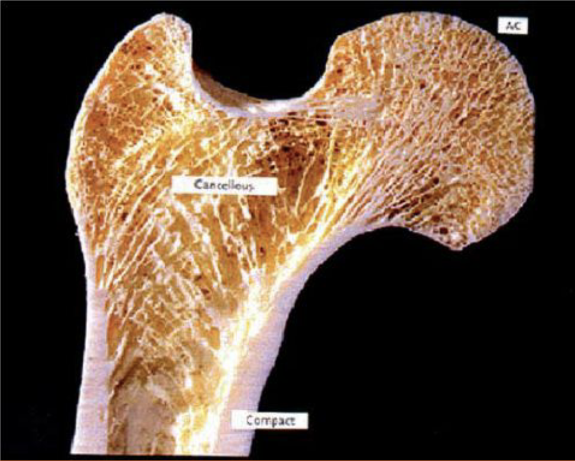 <p>Apatite is a collection of minerals (mainly phosphorus and calcium) that covers the collagen. This gives bone its strength</p>
