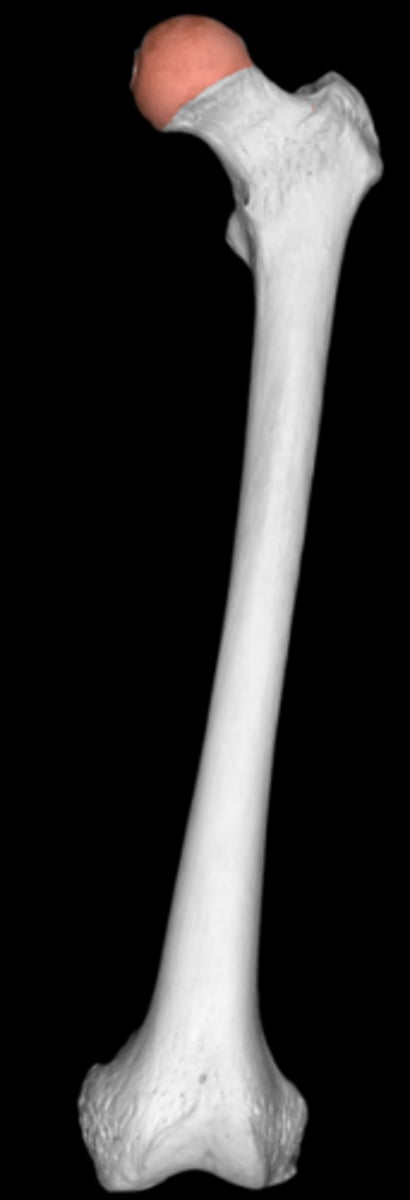 <p>articulates with acetabulum</p><p>proximal end</p>