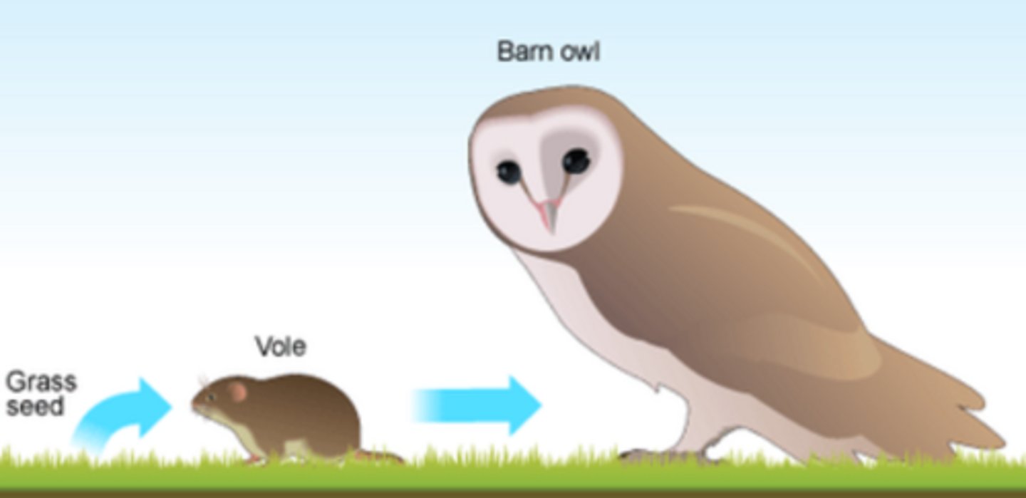 <p>acquire energy by eating (ingesting), and use that energy for respiration and for growth</p>