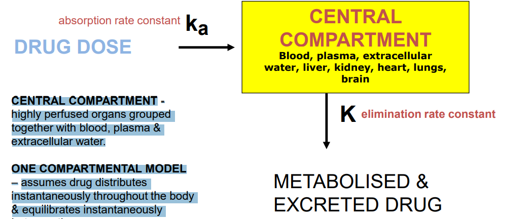 <p>CENTRAL COMPARTMENT - highly perfused organs grouped together with blood, plasma &amp; extracellular water. ONE COMPARTMENTAL MODEL – assumes drug distributes instantaneously throughout the body &amp; equilibrates instantaneously between tissues. - changes in the plasma concentration quantitatively reflect changes in the tissues conc</p><p></p>