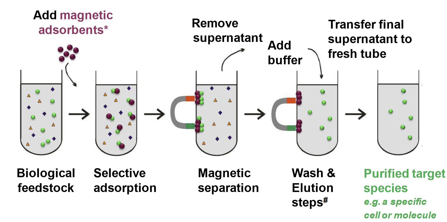 <p>Principle of Bioseparation with Magnetic Supports: Labscale Applications</p>