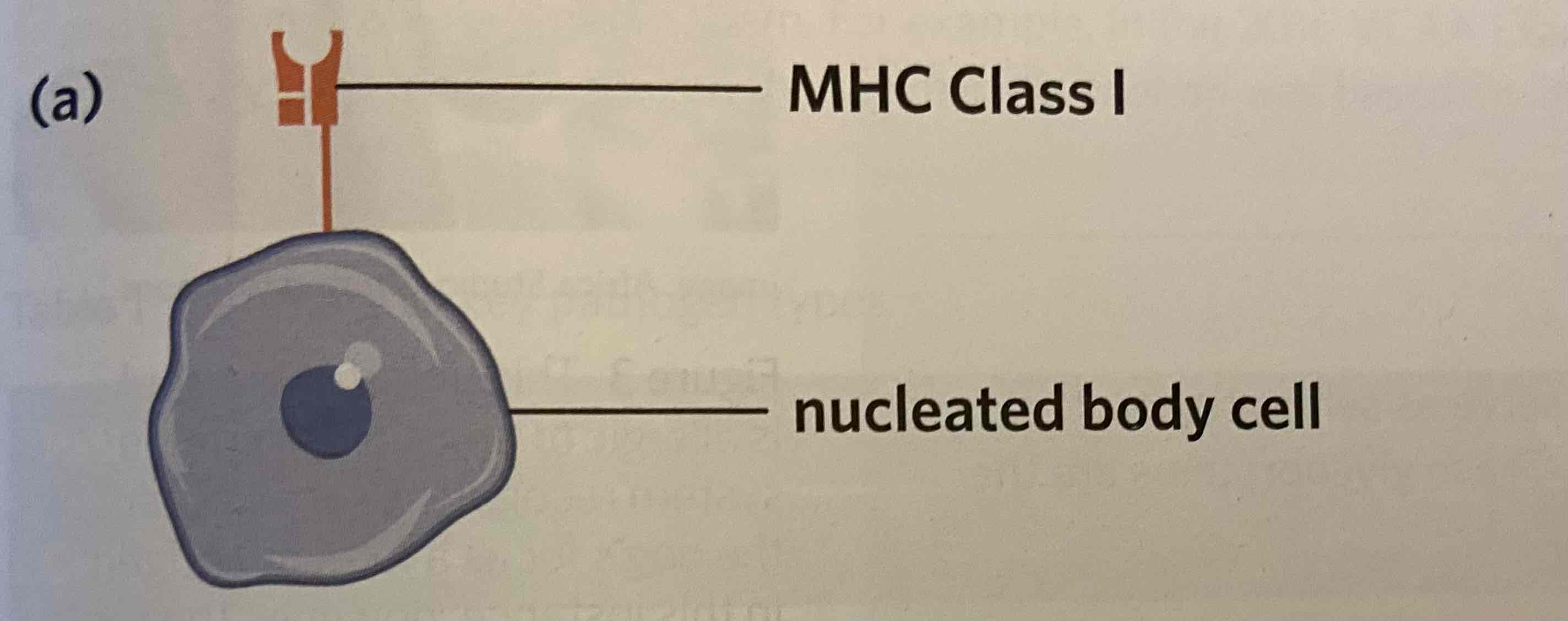 <p>Major histocompatibility complex class I (MHC class I) markers</p>