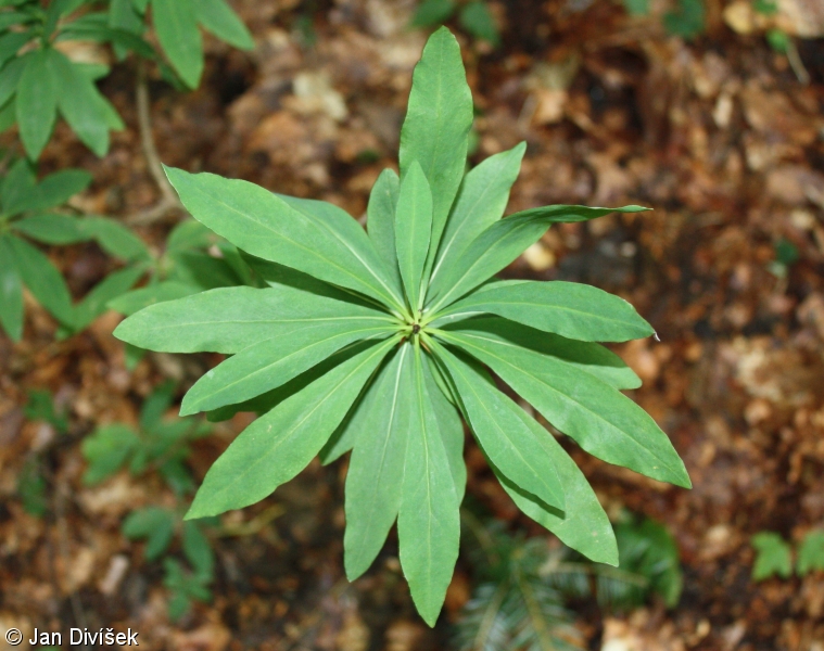 <p>Daphne mezereum</p>
