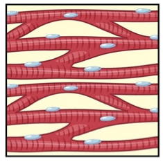 <p><span>Functions to pump blood continuously</span></p><p><span>Contracts 10-15X longer than skeletal muscle to a single action potential</span></p><p><span>Stimulated by <strong>autorhythmic</strong> muscle fibers</span></p><p><span>Self-excitable</span></p><p><span>Not neurogenic</span></p><p></p>