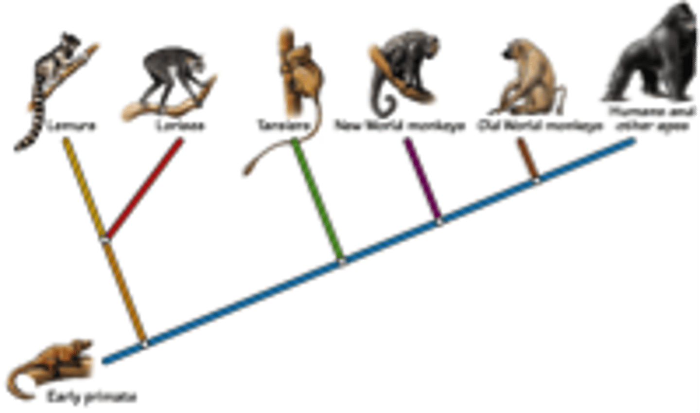 <p>The process by which many related species evolve from a single ancestral species. Also referred to as adaptive radiation.</p>