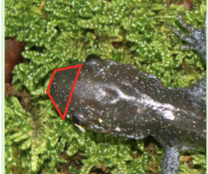 <p>Jefferson salamander</p>