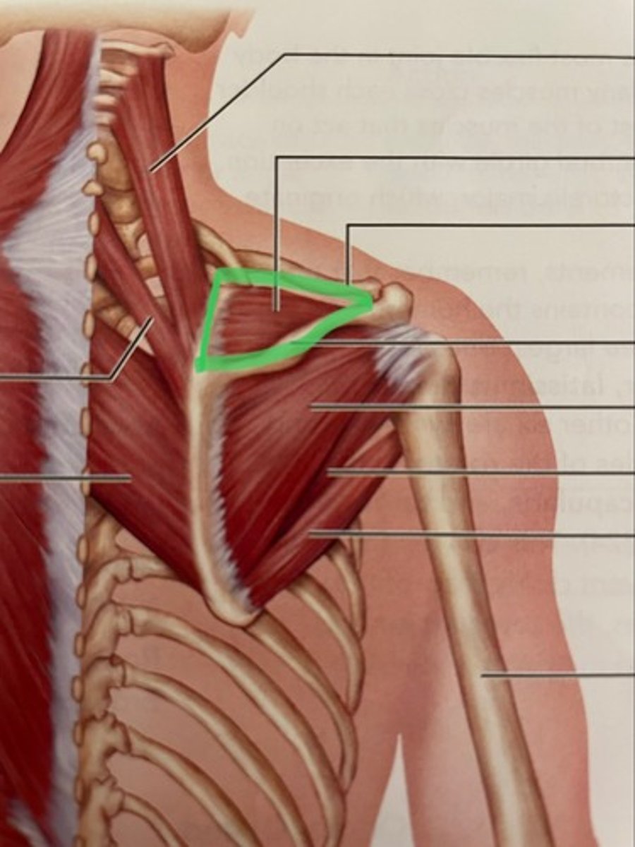 <p>O: supraspinous fossa of scapula</p><p>I: greater tubercle of humerus</p><p>A: stabilize humerus</p>