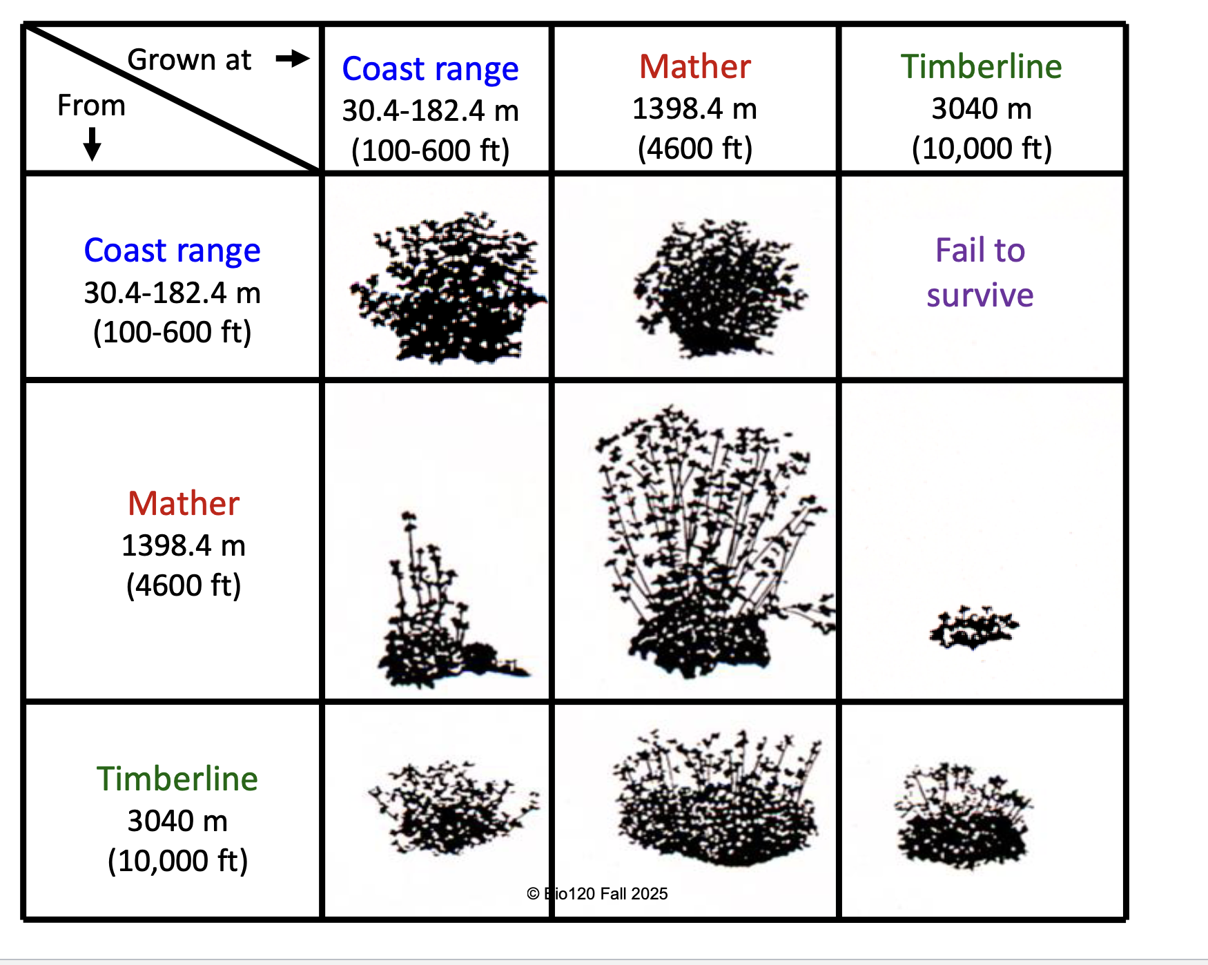 <ul><li><p>differences between population due to BOTH plasticity and genetics</p></li><li><p>evidence for widespread local adaptation - local populations had highest fitness</p></li></ul><p></p>