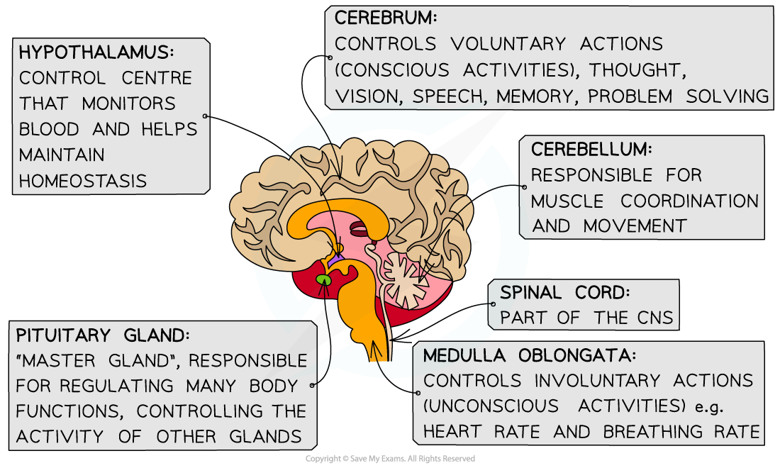 <p>medulla oblongata</p>