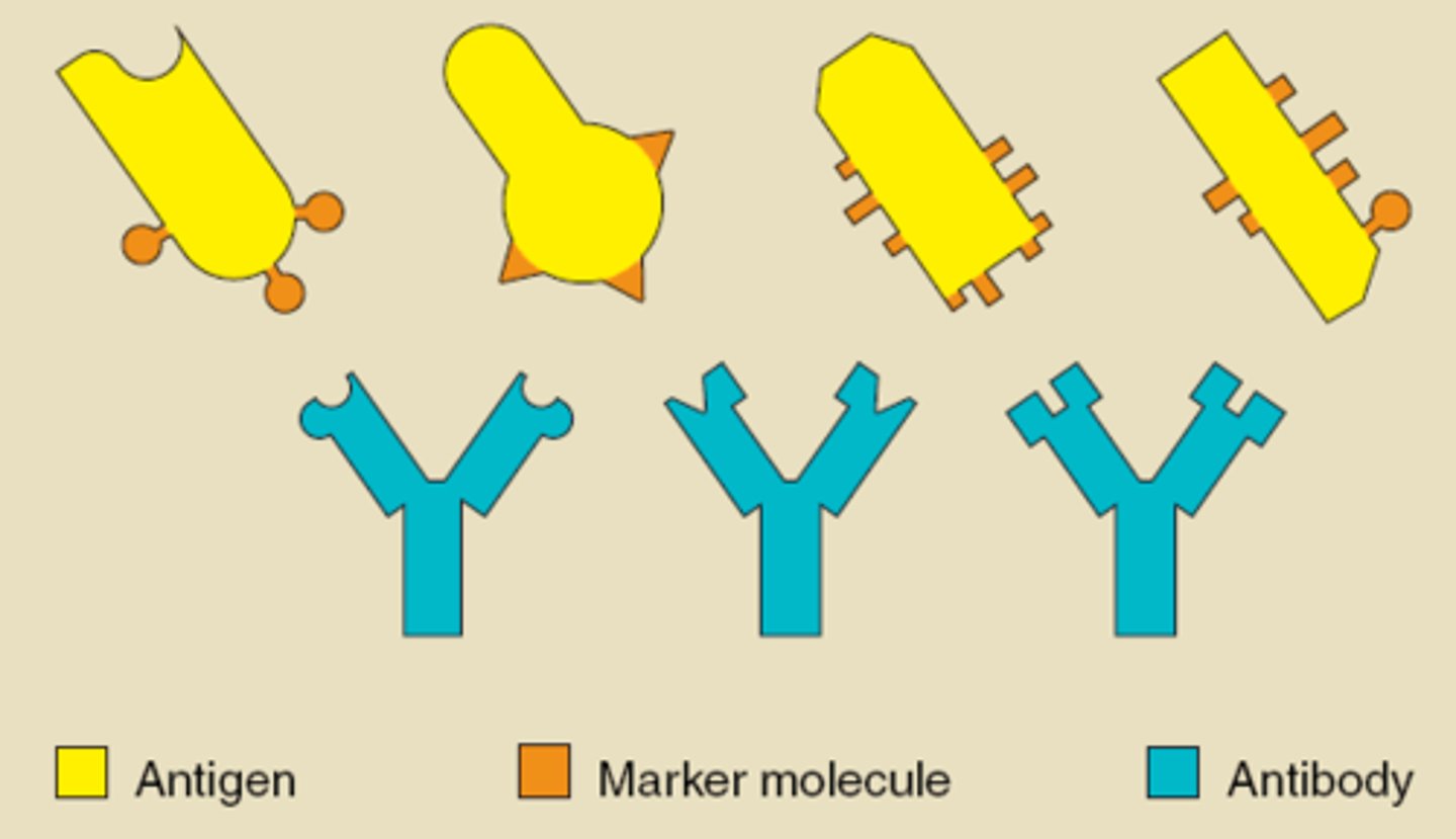 <p>lock on to antigens leading to direct destruction of pathogens, or marking of pathogens for destruction by phagocytes</p>