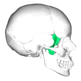 <p>Sphenoid Bone</p>