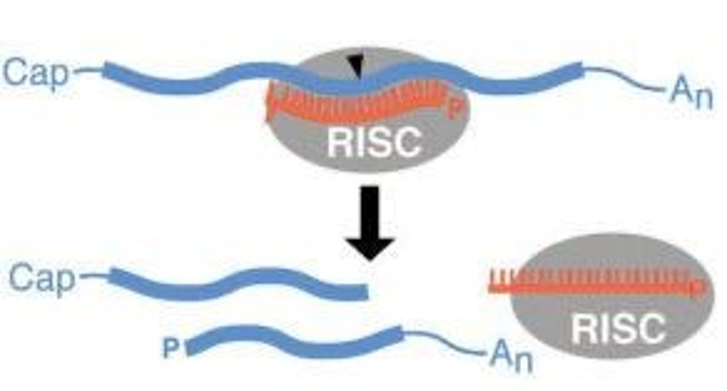 <p>uses siRNA as a guide to identify complementary mRNA, then acts as an endonuclease (via Argonaute protein) to cleave and degrade it</p>