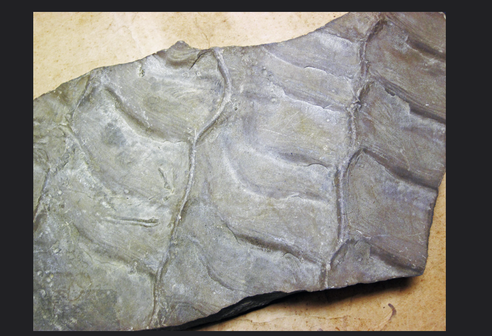 <p>Simply put, ladder back ripples are interference ripples in which subordinate ripples occupy the troughs of the dominating ripple. The interfering ripples are oriented at an high angle to each other. </p><p>They are indicative of inter-tidal environment.</p>